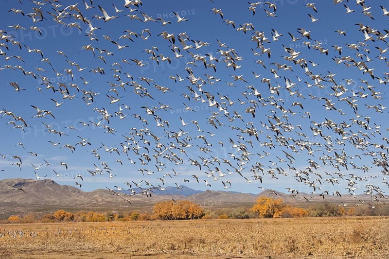 Snow Goose Chen caerulescens Bosque del Apache National Wildlife Refuge, New Mexico, United States 9 November Flock taking flight. Anatidae