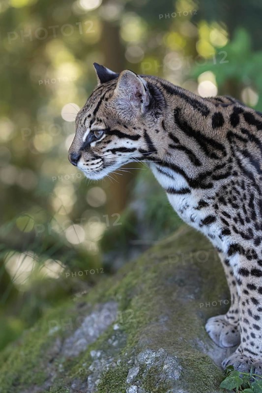 One Ozelot, Leopardus pardalis, side portrait with green vegetation in the background