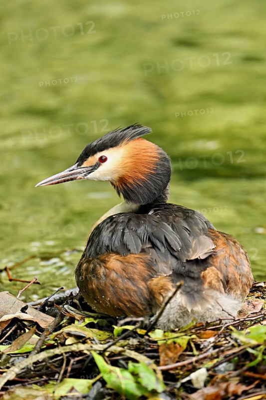 Great Crested Grebe (Podiceps Scalloped ribbonfish), sitting on nest, Canton Zug, Switzerland