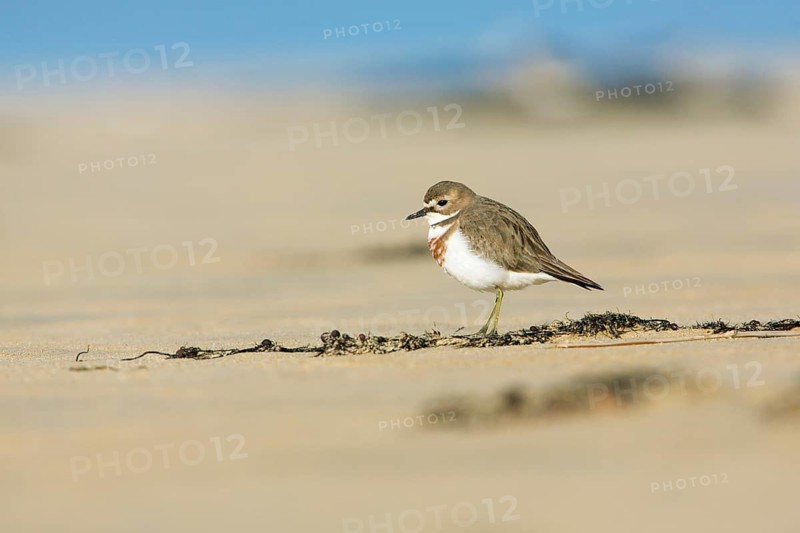 Double-banded Plover (Charadrius bicinctus) on beach, Victoria, Australia