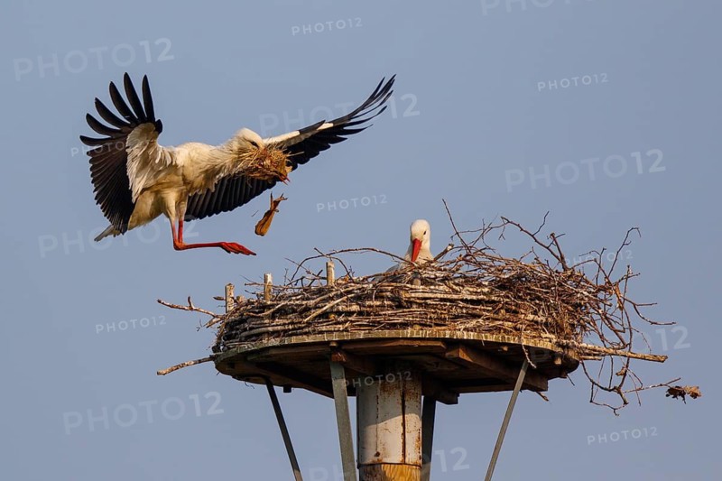 White Stork (Ciconia ciconia) with nesting material, North Rhine-Westphalia, Germany