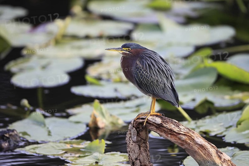 Green Heron (Butorides virescens), Florida, USA