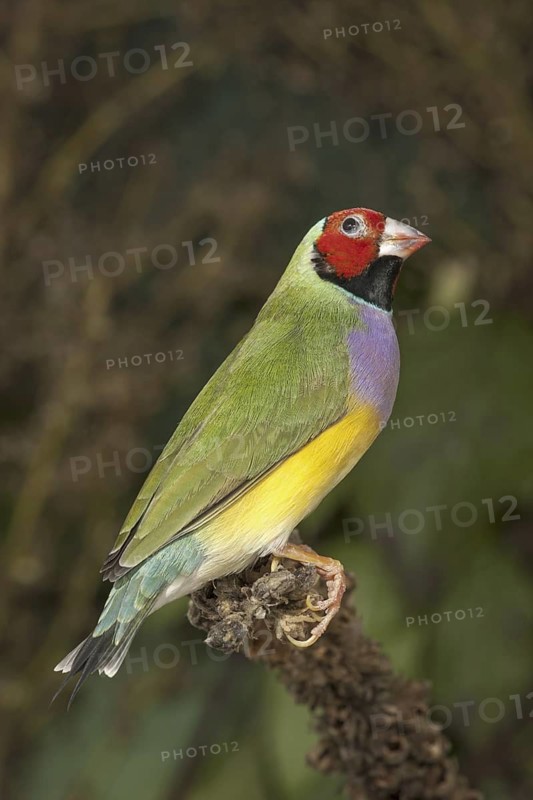 Gouldian Finch (Erythrura gouldiae) female