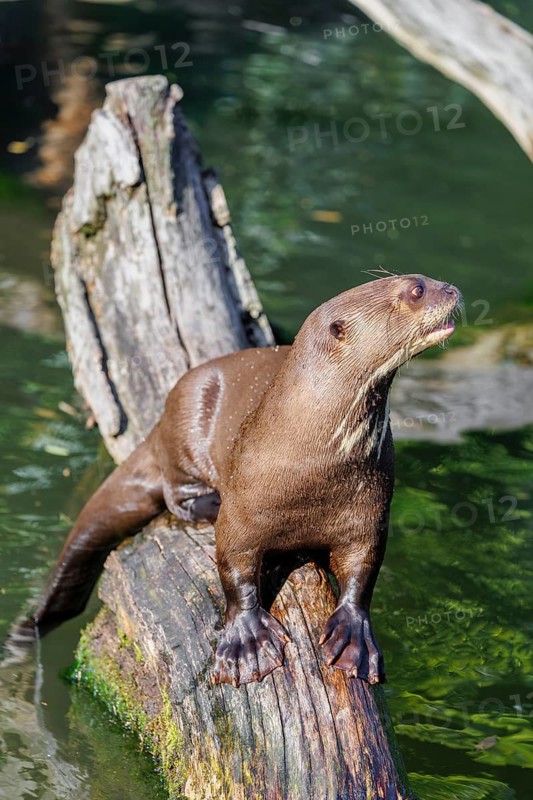 A giant otter or giant river otter (Pteronura brasiliensis) sits on a rotten log that lies in the water