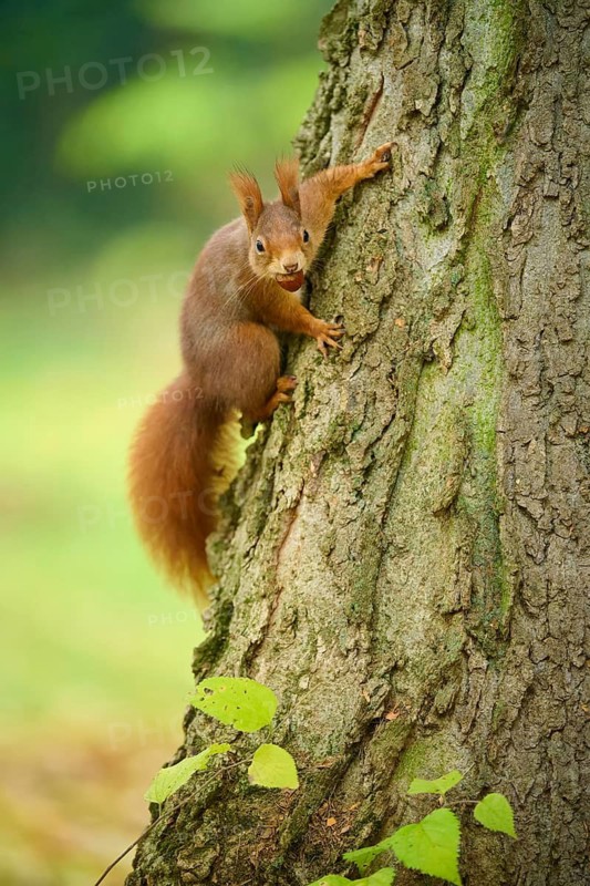 Eurasian squirrel (Sciurus vulgaris) climbing up a tree trunk with a nut in its mouth in a green, natural environment, Baden-Württemberg, Germany
