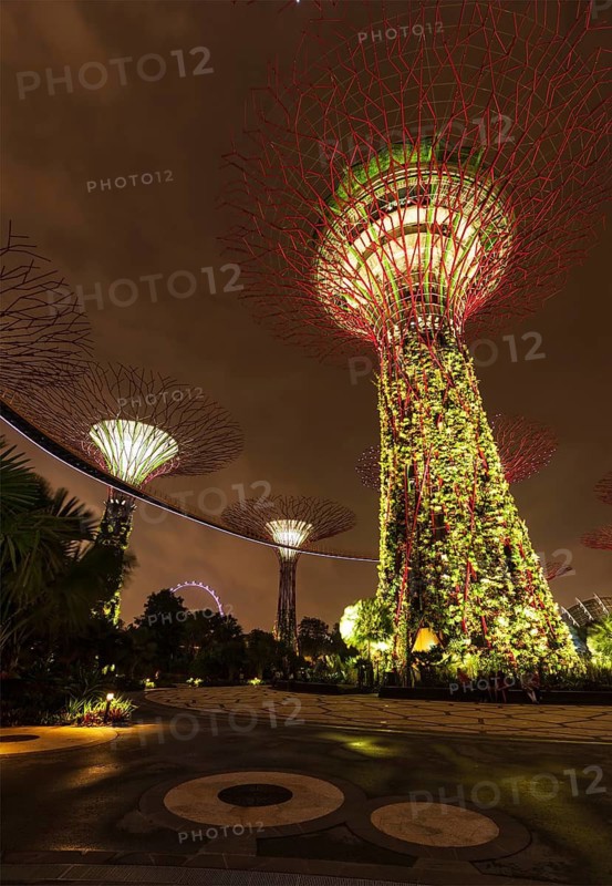SINGAPORE, DECEMBER 31, 2013: Night view of Supertree Grove at Gardens by the Bay. Futuristic park spans 101 hectares is to become Singapore premier urban outdoor recreation space and national icon