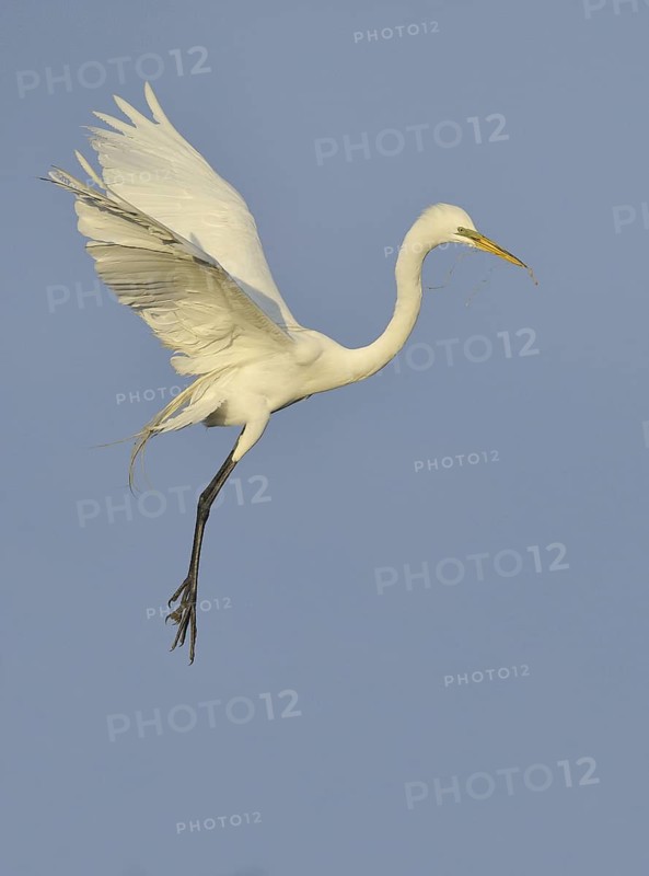 Great Egret (Ardea alba), Texas, USA