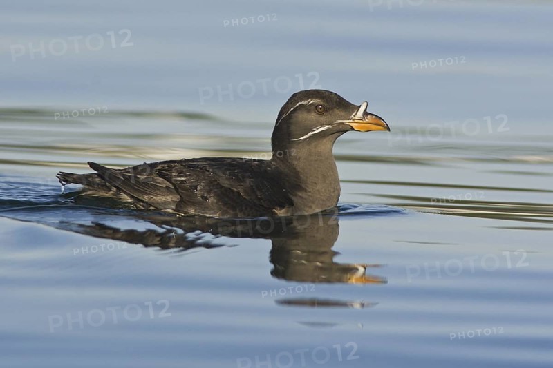 Rhinoceros Auklet (Cerorhinca monocerata), British Columbia, Canada