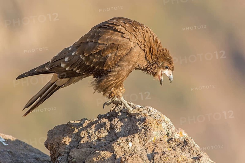 Mountain Caracara (Phalcoboenus megalopterus), Region Metropolitana, Chile