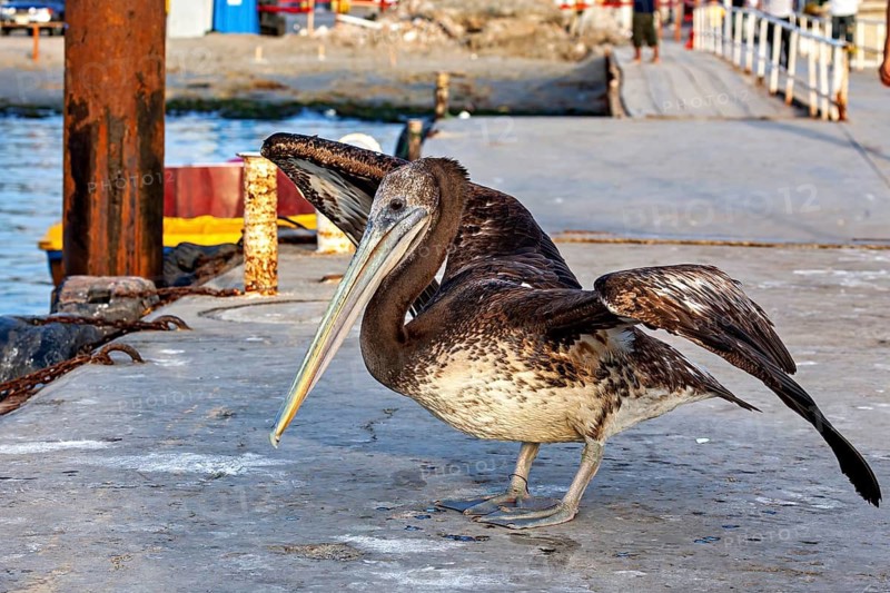 A pelican with outstretched wings stands on a pier, brown pelican in Paracas in Peru (Pelecanus occidentalis)