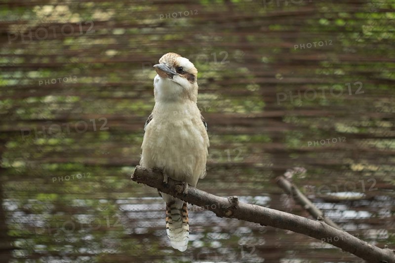 Portrait of a bird kookaburra (Dacelo novaeguineae)