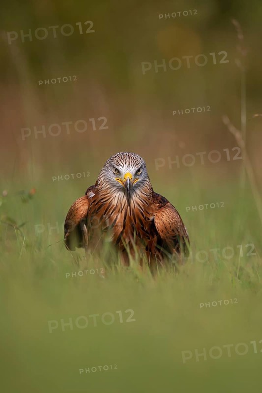 Red kite (Milvus milvus) adult raptor bird of prey in grassland, England, United Kingdom