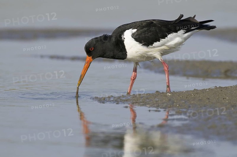 Eurasian Oystercatcher (Haematopus ostralegus), Texel, Netherlands