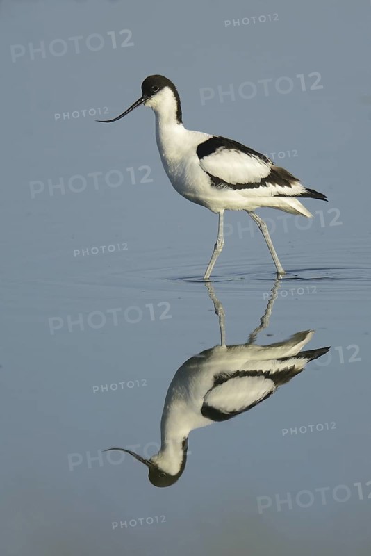 Pied Avocet (Recurvirostra avosetta), Texel, Netherlands