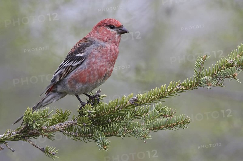 Pine Grosbeak (Pinicola enucleator) male, Manitoba, Canada