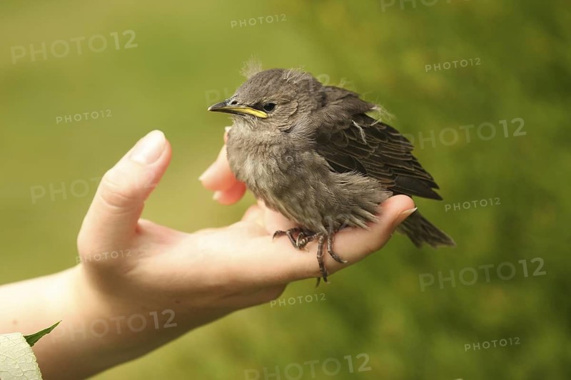 Common Starling (Sturnus vulgaris) juvenile, Lower Saxony, Germany