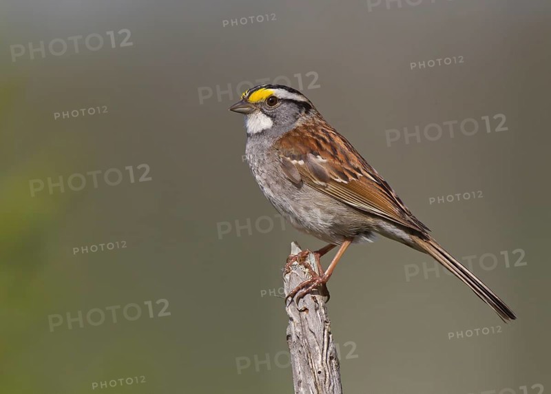 White-throated Sparrow (Zonotrichia albicollis), Michigan, USA
