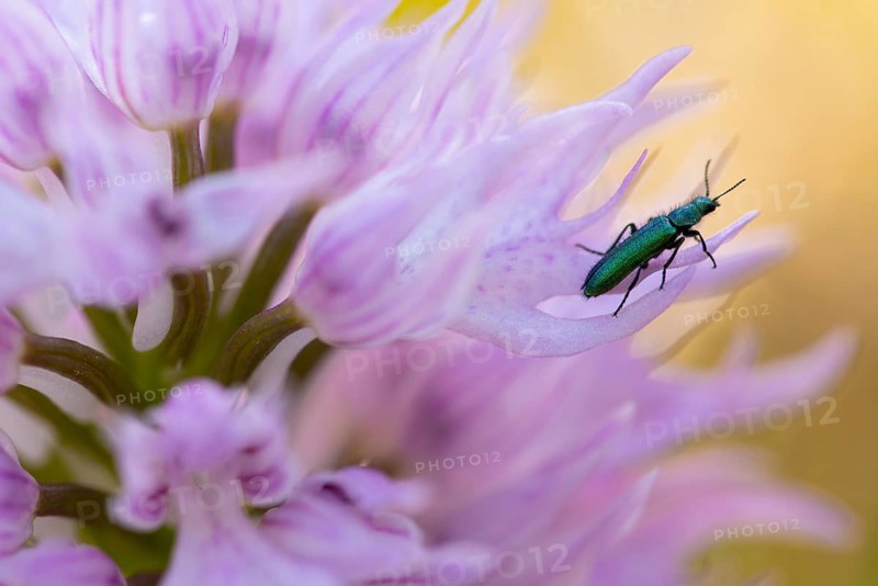 A vivid close-up image capturing a beetle on the pale pink blooms of Orchis italica, with a soft yellow background enhancing the scene