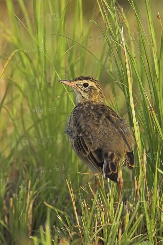Richard's Pipit (Anthus richardi), Oman