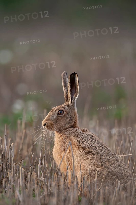 European brown hare (Lepus europaeus) adult animal in a farmland stubble field, Suffolk, England, United Kingdom