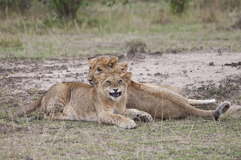 African Lion (Panthera leo) two cubs lying close together hissing, Masai Mara, Kenya