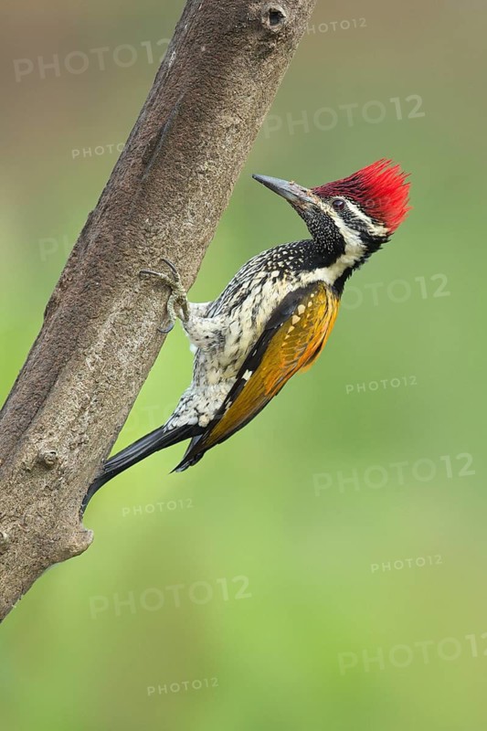Greater Flameback (Chrysocolaptes guttacristatus) male perched on a branch, Darjeeling, India