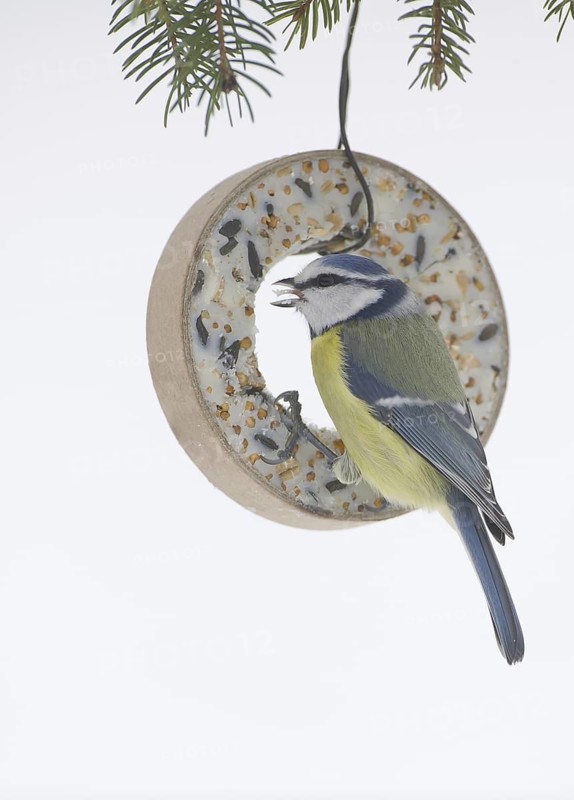 Eurasian Blue Tit (Cyanistes caeruleus), Saxony, Germany