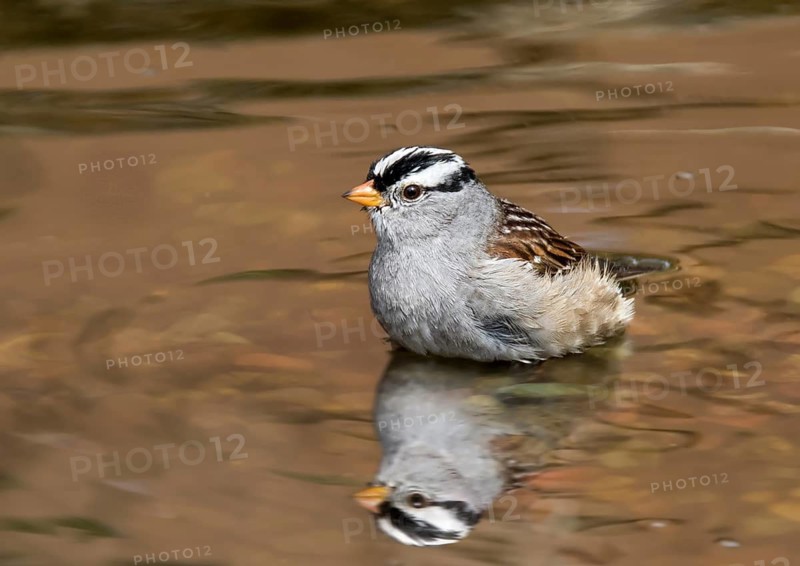 White-throated Sparrow, Zonotrichia albicollis, bathes in a backyard pond in Saskatoon, Saskatchewan