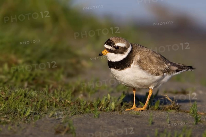 Common Ringed Plover (Charadrius hiaticula), Texel, Netherlands