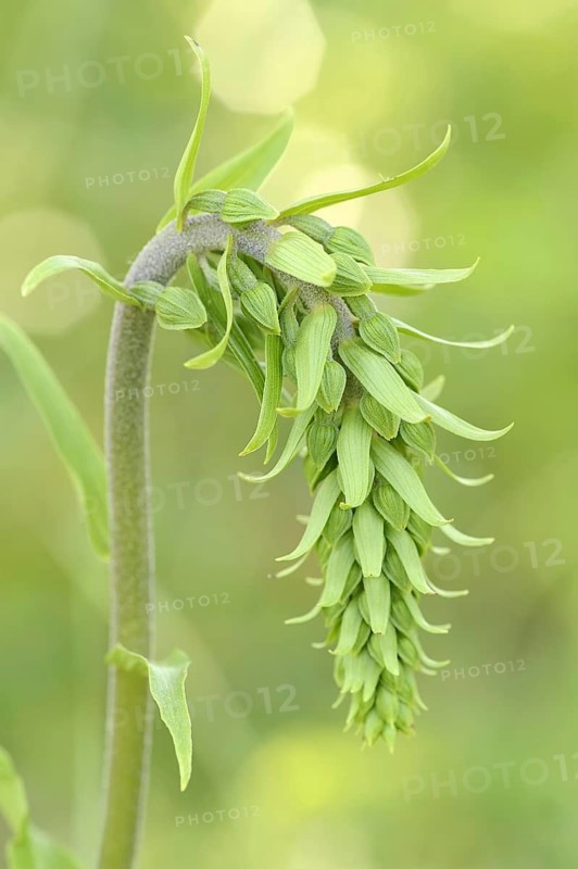Tremol's helleborine (Epipactis tremolsii, Epipactis helleborine subsp. tremolsii), Provence, Southern France, France