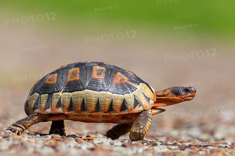 Africa, South Africa, African beaked tortoise, (Chersina angulat), Angulate tortoise, Reptile, Reptiles, Turtle, Harold Porter National Botanical Gardens, Betty's Bay, Western Cape