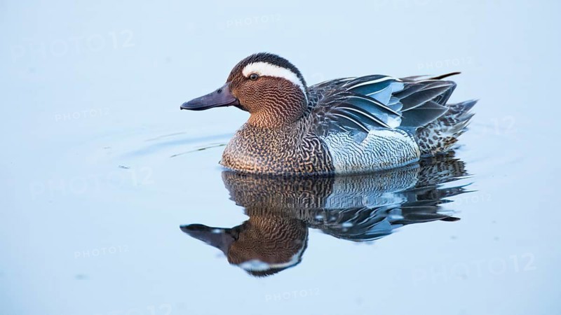 Garganey (Spatula querquedula) male, Lower Saxony, Germany