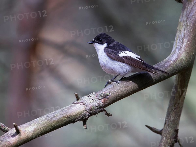 European Pied Flycatcher (Ficedula hypoleuca) male perched on a branch, Sweden