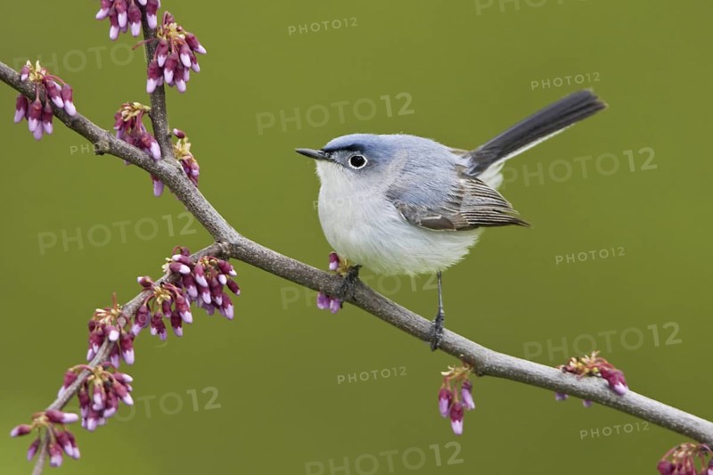 Blue-grey Gnatcatcher (Polioptila caerulea), Ontario, Canada