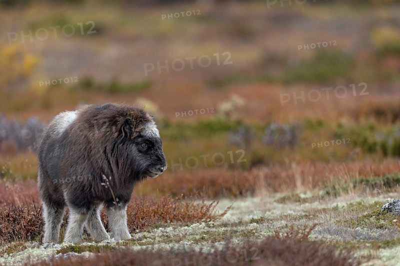 Musk ox calves (Ovibos moschatus) are cute to look at and very spirited, baby animals, autumn, autumn landscape, Ruska, Tundra landscape, September, Norway