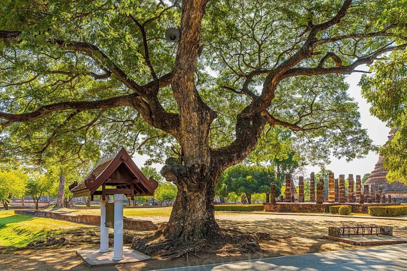 Old deciduous tree in historical park, Sukhothai, Sukhothai province, Thailand