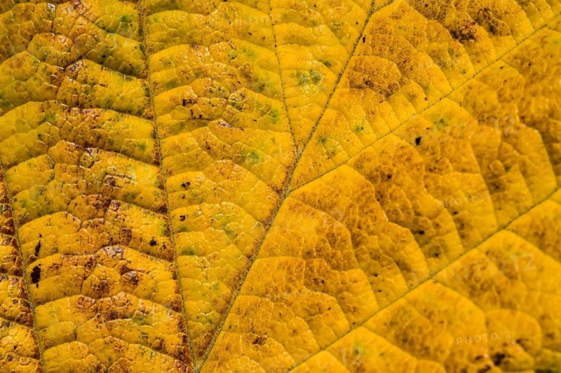 An autumnal leaf of a Witch-hazels, Hamamelis