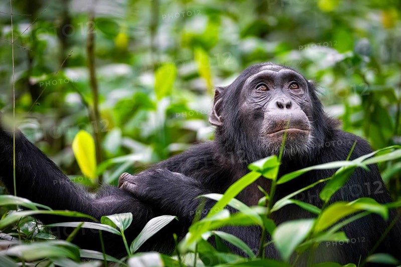 Animal portrait, chimpanzee (Pan Troglodytes) looking longingly, hopeful, adult male between leaves in the jungle, Kibale National Park, Uganda
