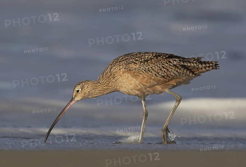 Long-billed Curlew (Numenius americanus), California, USA