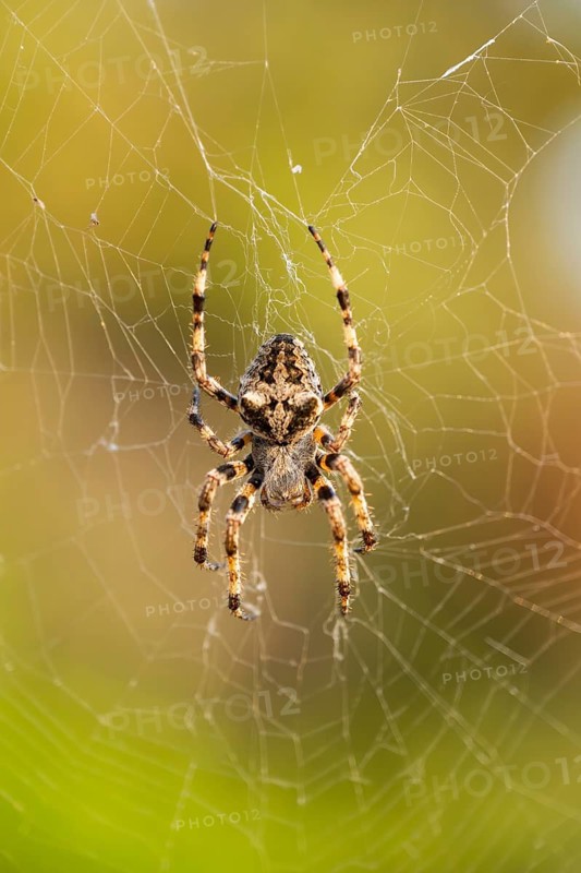 European garden spider (Araneus diadematus) hanging on a spider web at eveing on the island of Cres, Croatia