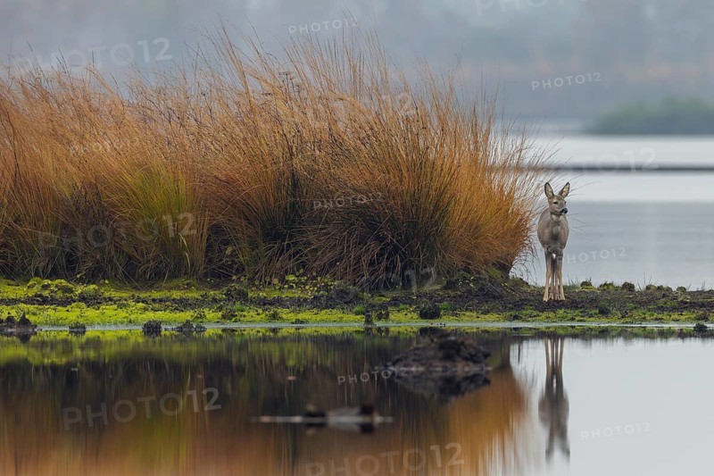 A doe (Capreolus capreolus) stands relaxed in a moor, the impressively high grasses offer good cover in case of danger, moor landscape, dreary, November, Germany