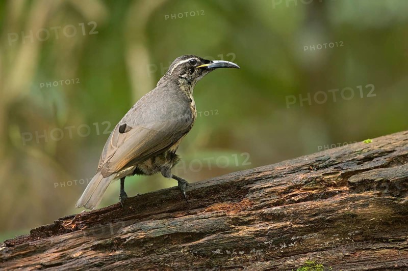 Victoria's Riflebird (Ptiloris victoriae) young male, Queensland, Australia