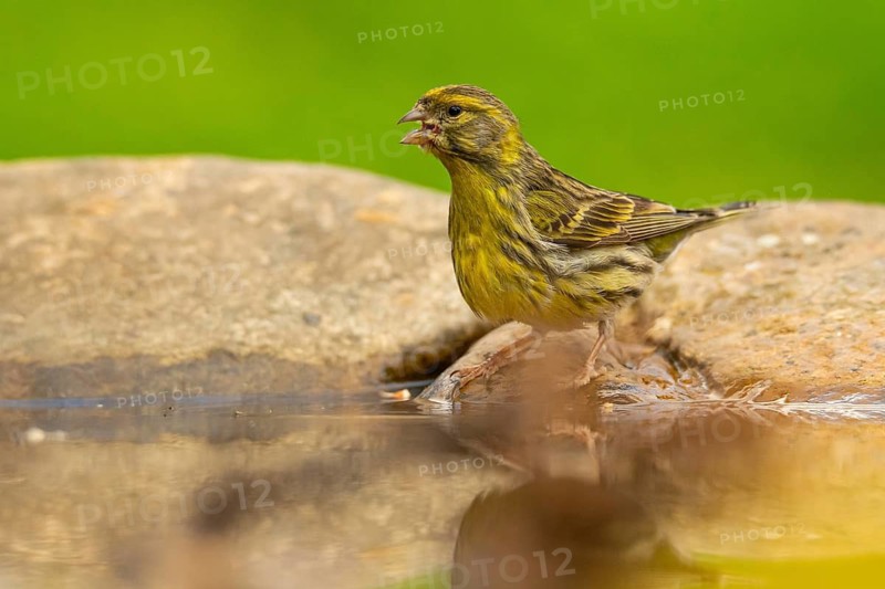 A vibrant European serin, Serinus serinus, caught mid-bath in a serene pond, showcasing its striking plumage against a lush green backdrop