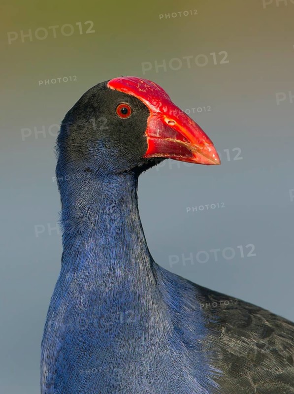 Australasian Swamphen (Porphyrio melanotus melanotus), Victoria, Australia