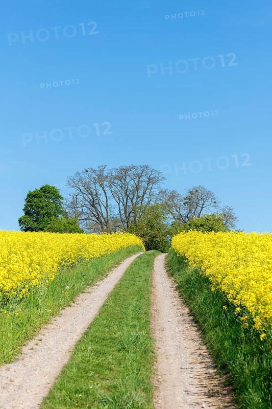 A dirt track winds its way between bright yellow rapeseed flowers, near Winnenden, Baden-Württemberg, Germany