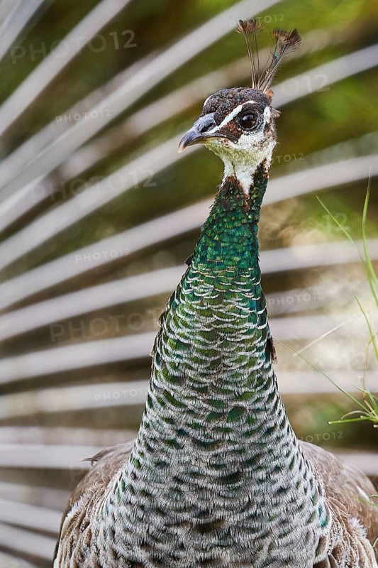 Close-up of a peacock with detailed green feathers, the bird's head in the centre, Filerimos, hill not far from Rhodes Town, Ancient State of Ialyssos, Rhodes, Dodecanese, Greek Islands, Greece