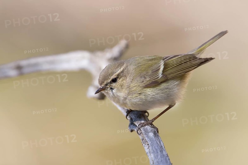 Humes Leaf Warbler - Tienschan-Laubsänger - Phyllsocopus humei ssp. humei, Kazakhstan