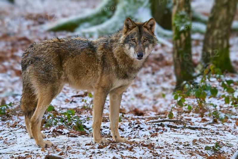 A wolf standing in a snowy forest with mossy trees in the background, Winter, Wolf (Canis lupus), Germany