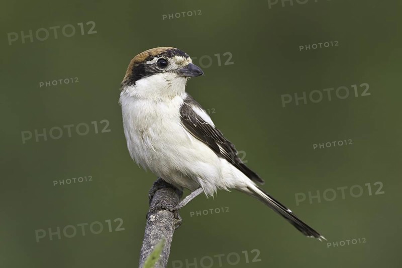 Woodchat Shrike (Lanius senator) female, Portugal