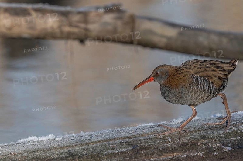 Water Rail (Rallus aquaticus) runs along a branch at the edge of the water in the moor. The sun is shining on the landscape and birds are looking for food